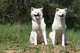 AKITA INU 424